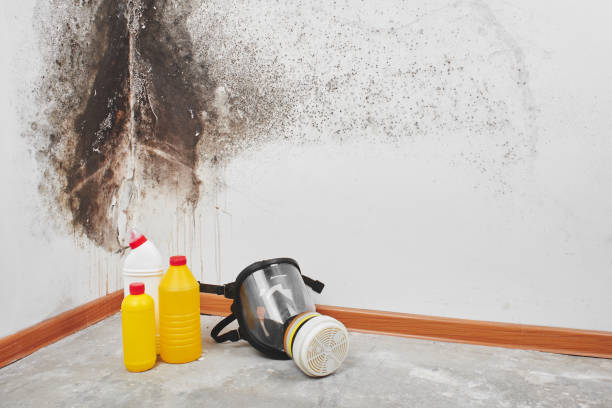 Best Bathroom Mold Remediation in San Juan, TX