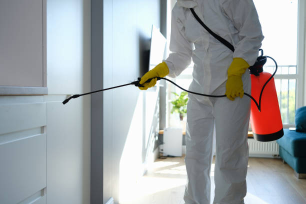 Best Mold Remediation for Schools in San Juan, TX