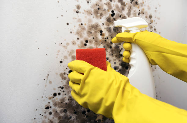 Best Mold Remediation for Specific Building Types in San Juan, TX