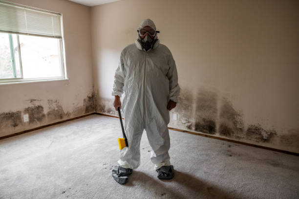 Best Residential Mold Remediation in San Juan, TX