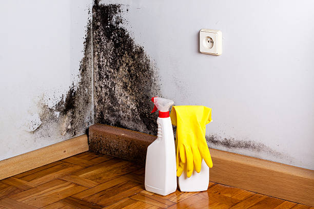 Best White Mold Remediation in San Juan, TX