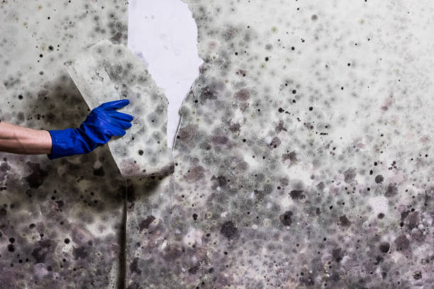 Best Residential Mold Remediation in San Juan, TX